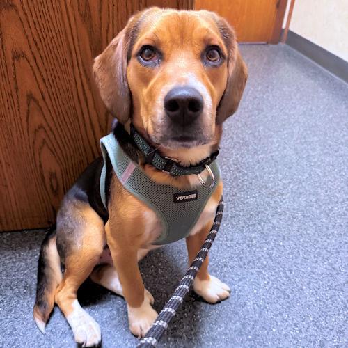 Rudy, a ADOPTABLE Beagle in Toledo, OH image 3/6