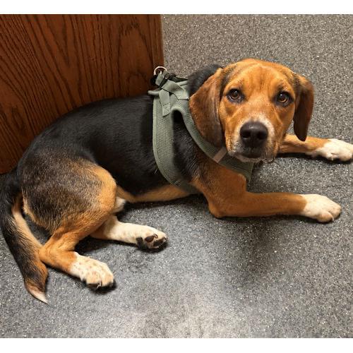 Rudy, a ADOPTABLE Beagle in Toledo, OH image 5/6