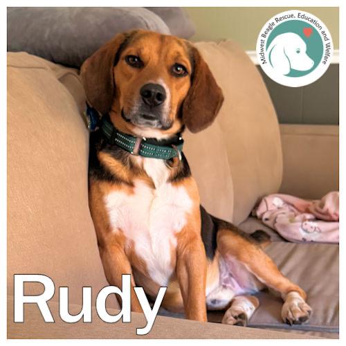 Rudy, ADOPTABLE, Young Male Beagle.