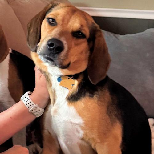 Rudy, a ADOPTABLE Beagle in Toledo, OH image 6/6