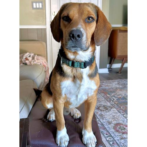 Rudy, a ADOPTABLE Beagle in Toledo, OH image 4/6