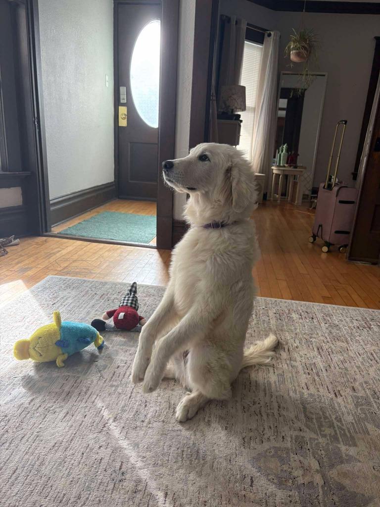 Buddy $550, Adoptable, Puppy Male Great Pyrenees.