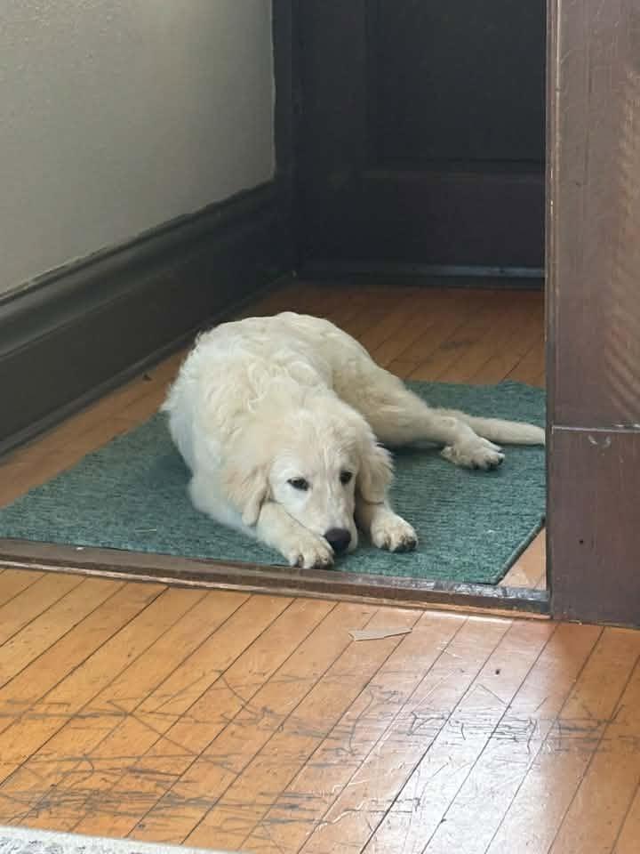 Enlarge Buddy $550, a Adoptable Great Pyrenees in Milwaukee, WI image 2/4