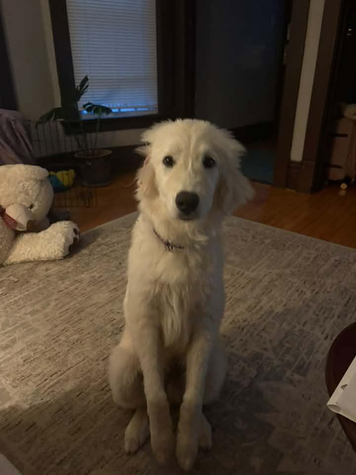 Enlarge Buddy $550, a Adoptable Great Pyrenees in Milwaukee, WI image 3/4