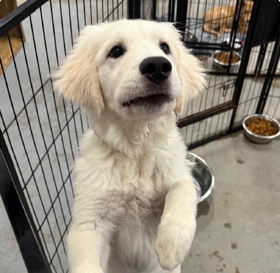 Enlarge Buddy $550, a Adoptable Great Pyrenees in Milwaukee, WI image 4/4