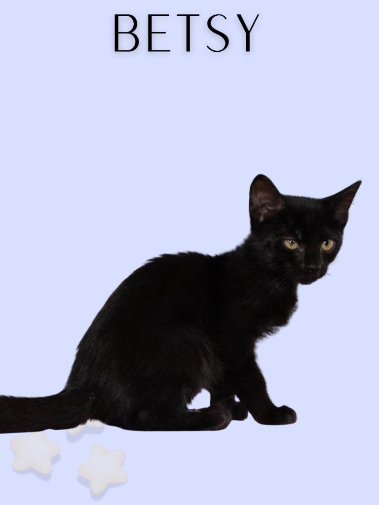 Enlarge Betsy, a Adopted Domestic Short Hair in Mira Loma, CA image 1/1