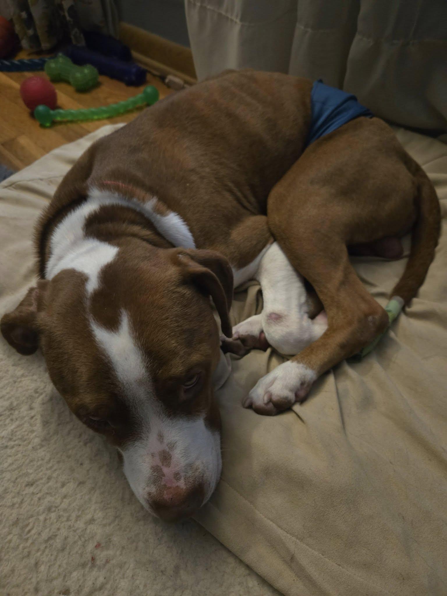 Enlarge Rusty, a Adoptable mixed breed in Grafton, OH image 4/4