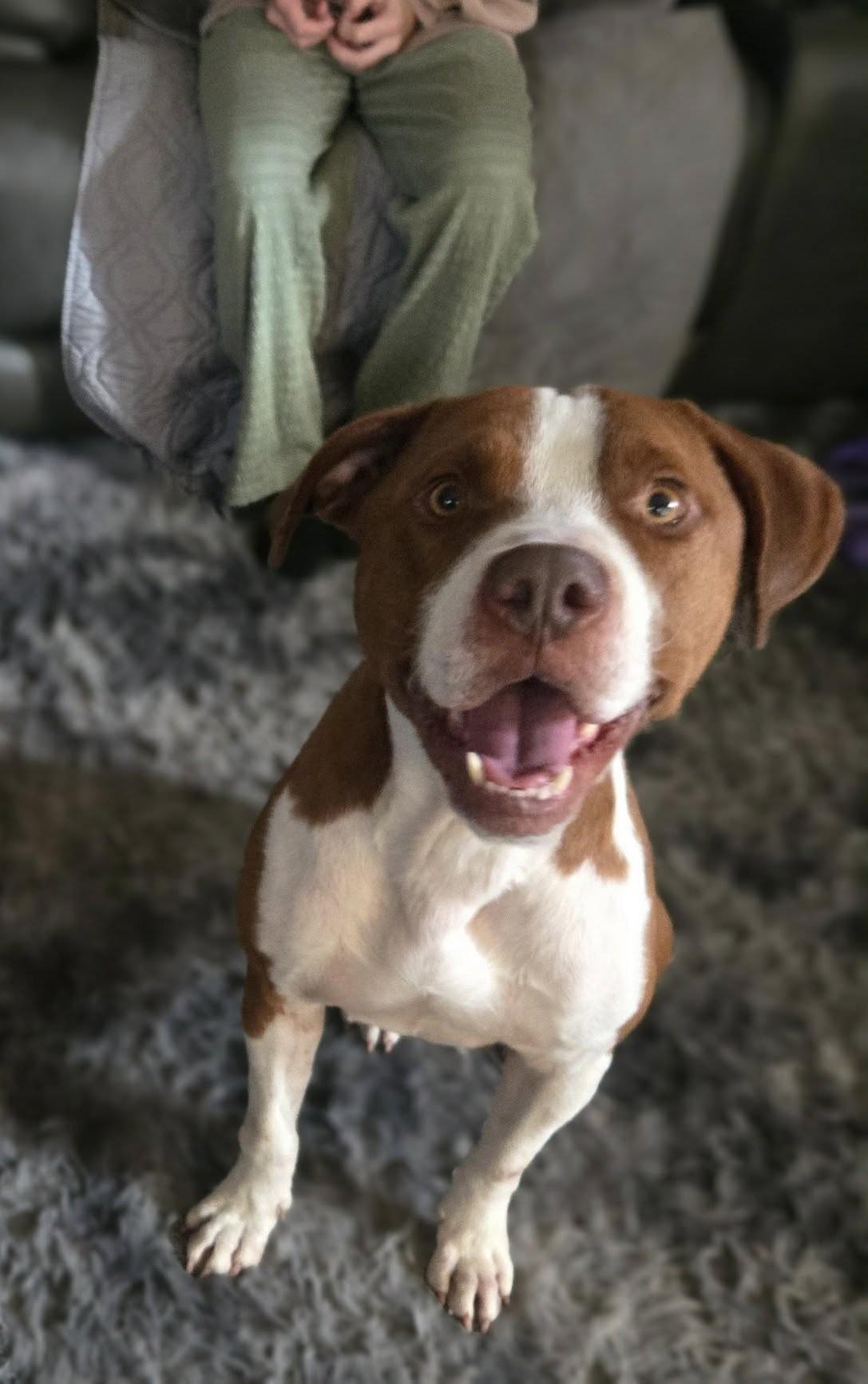 Enlarge Rusty, a Adoptable mixed breed in Grafton, OH image 3/4