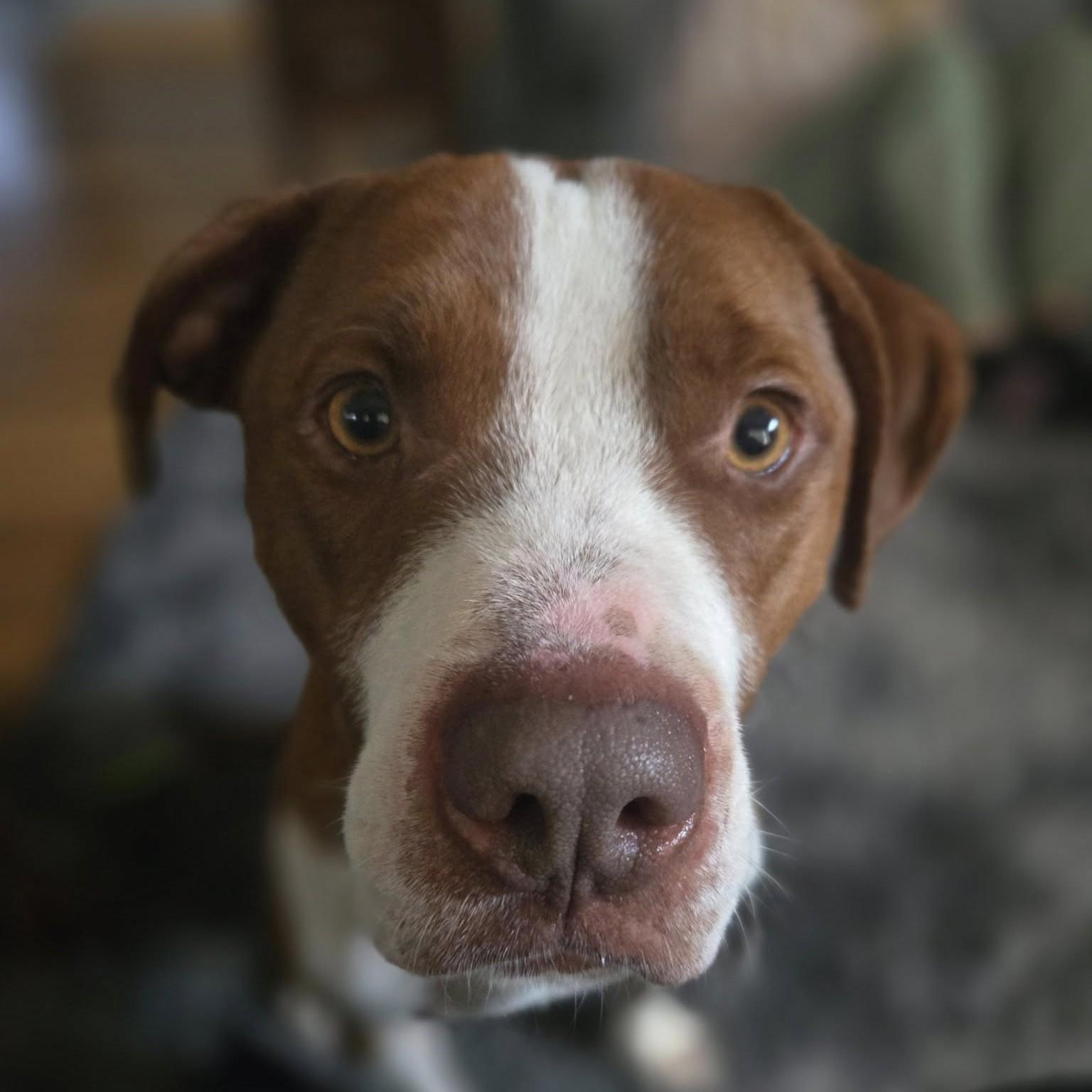 Enlarge Rusty, a Adoptable mixed breed in Grafton, OH image 1/4