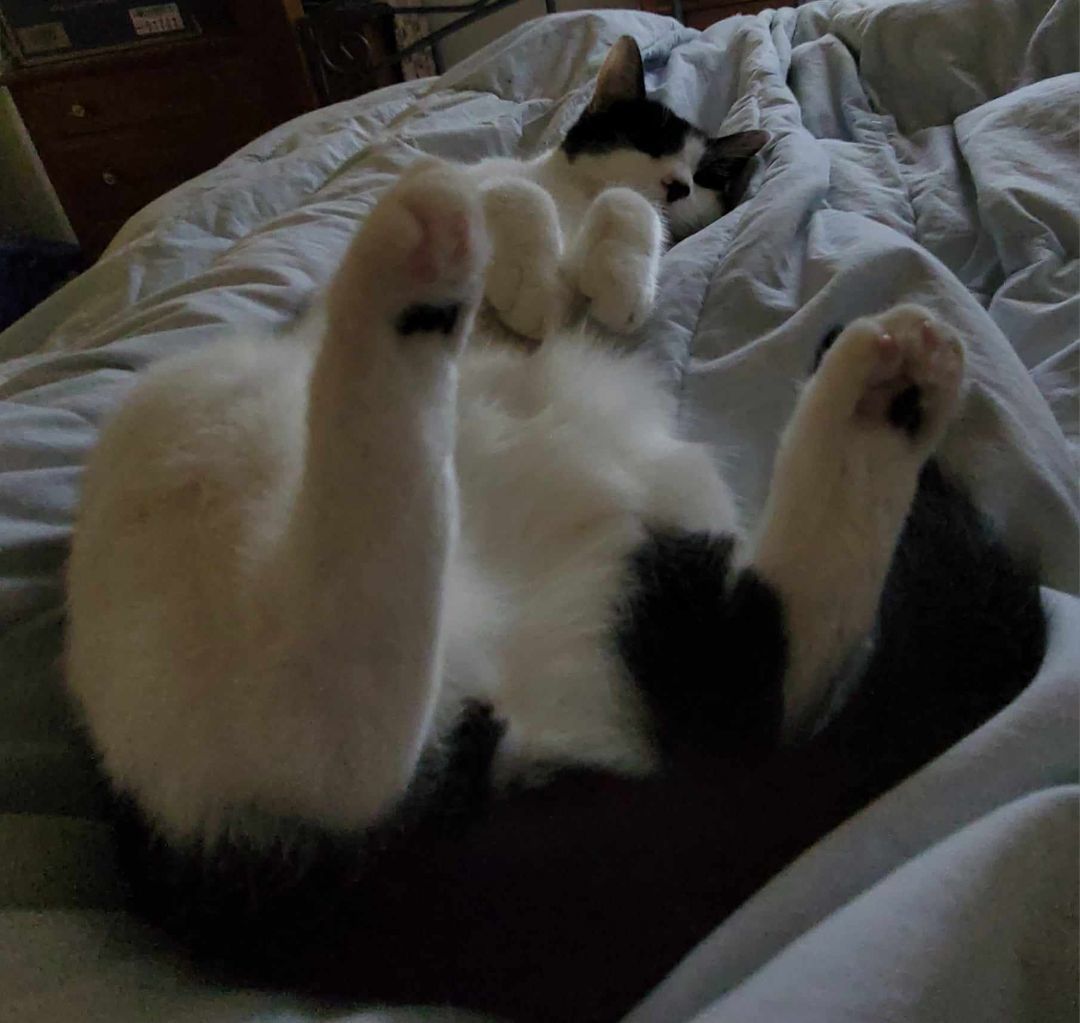 Patch, Adoptable, Young Male Tuxedo.