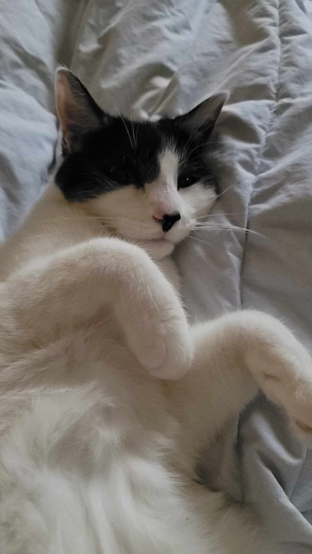 Enlarge Patch, a Adoptable Tuxedo in Hamlin, NY image 2/4