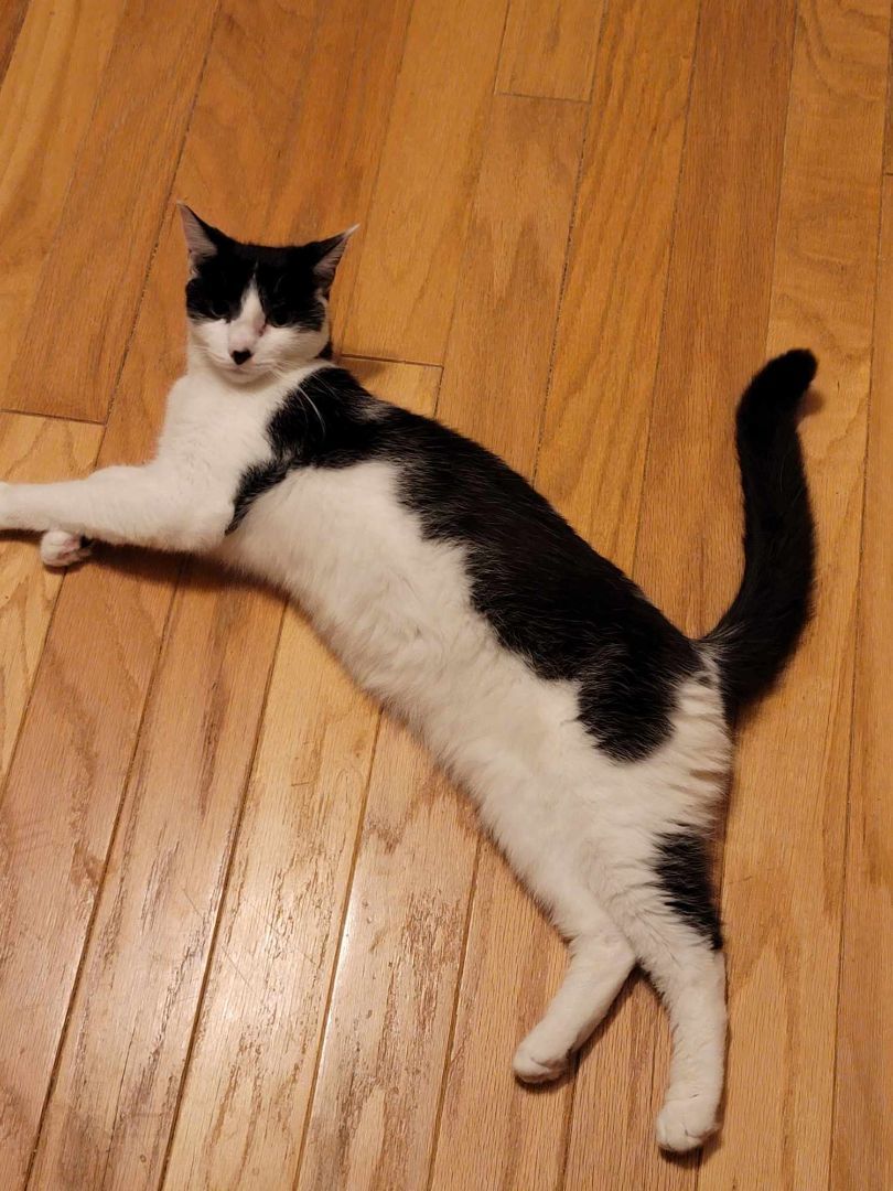 Enlarge Patch, a Adoptable Tuxedo in Hamlin, NY image 3/4