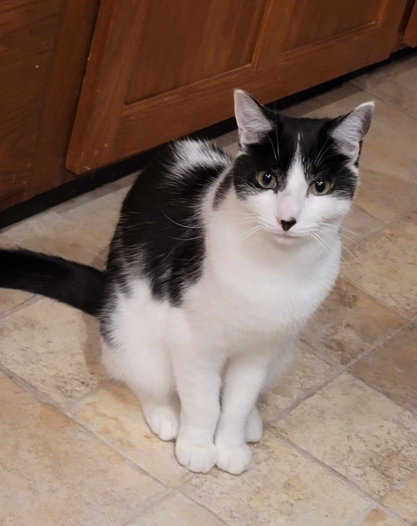 Enlarge Patch, a Adoptable Tuxedo in Hamlin, NY image 4/4