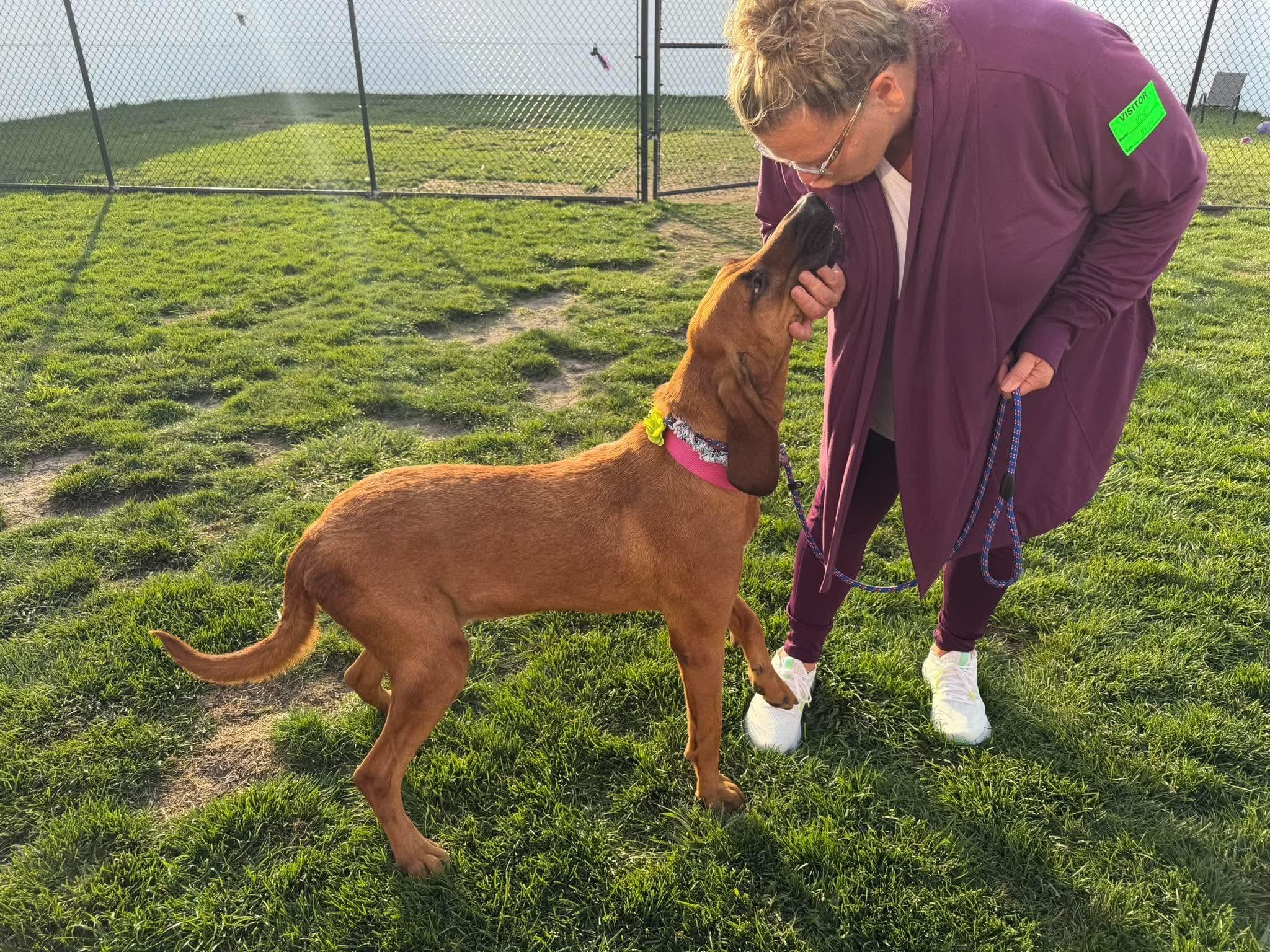 Enlarge LilyPad, a Adoptable Bloodhound in Minooka, IL image 2/4