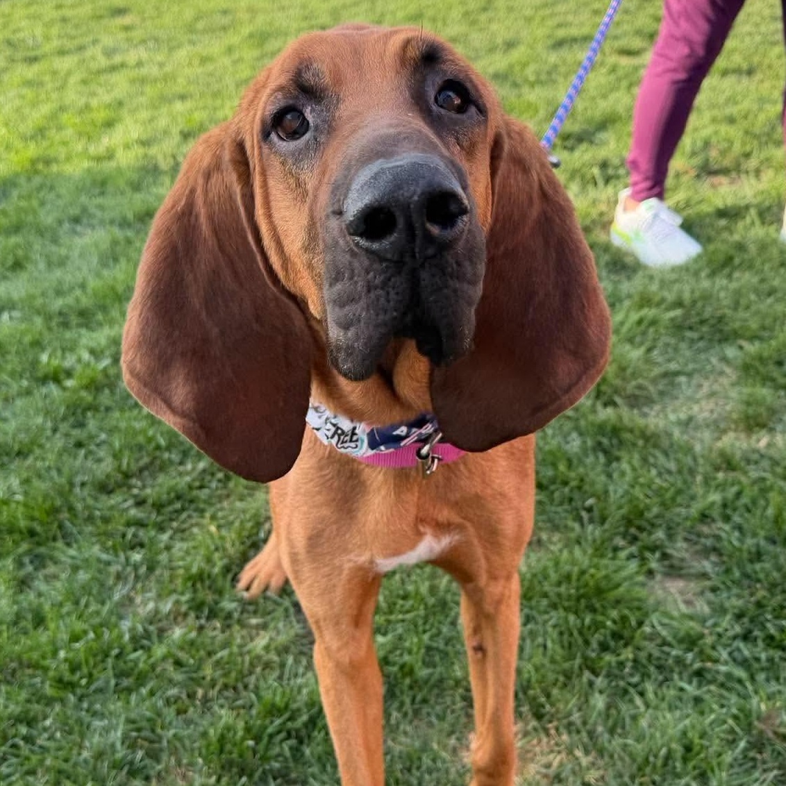 LilyPad, Adoptable, Adult Female Bloodhound.