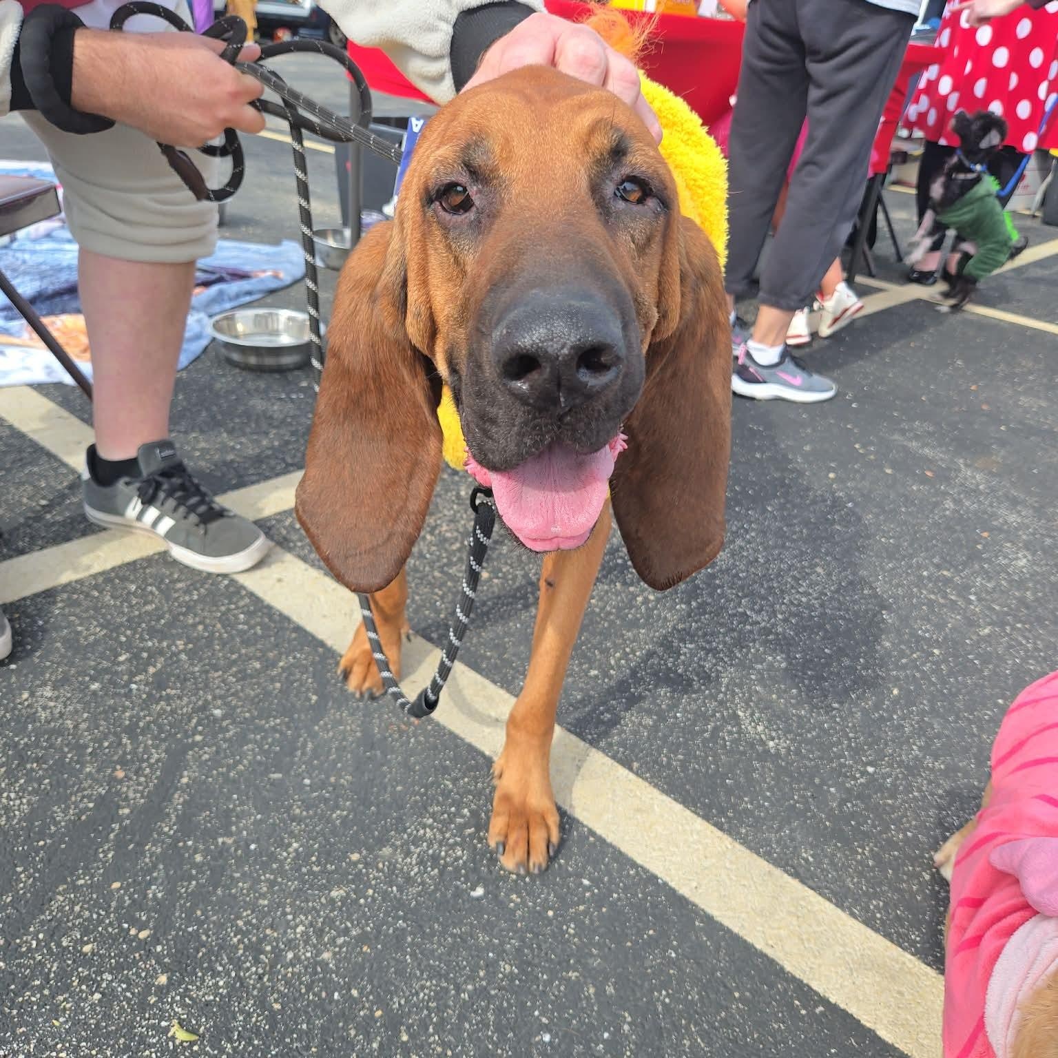 Enlarge LilyPad, a Adoptable Bloodhound in Minooka, IL image 4/4