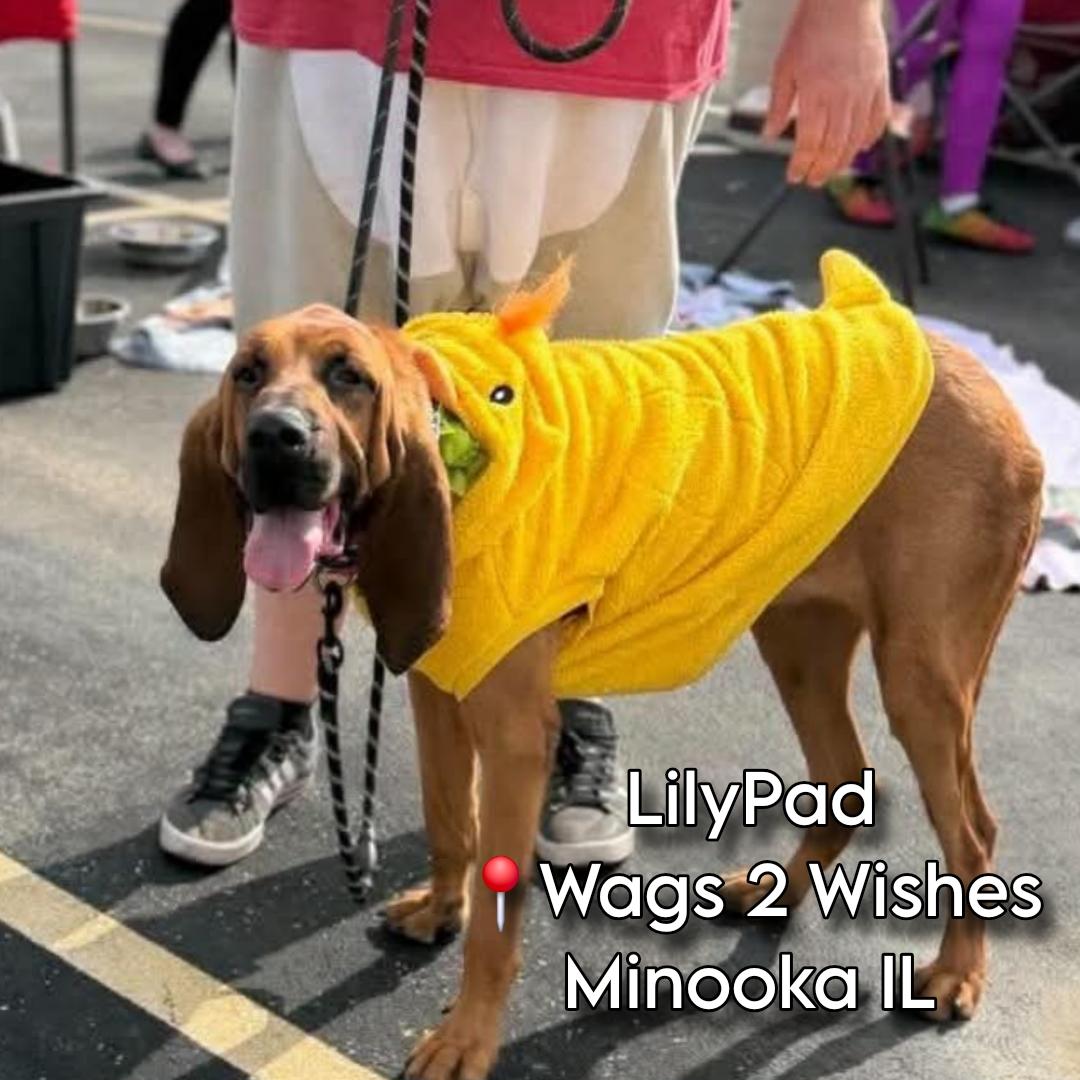 Enlarge LilyPad, a Adoptable Bloodhound in Minooka, IL image 3/4