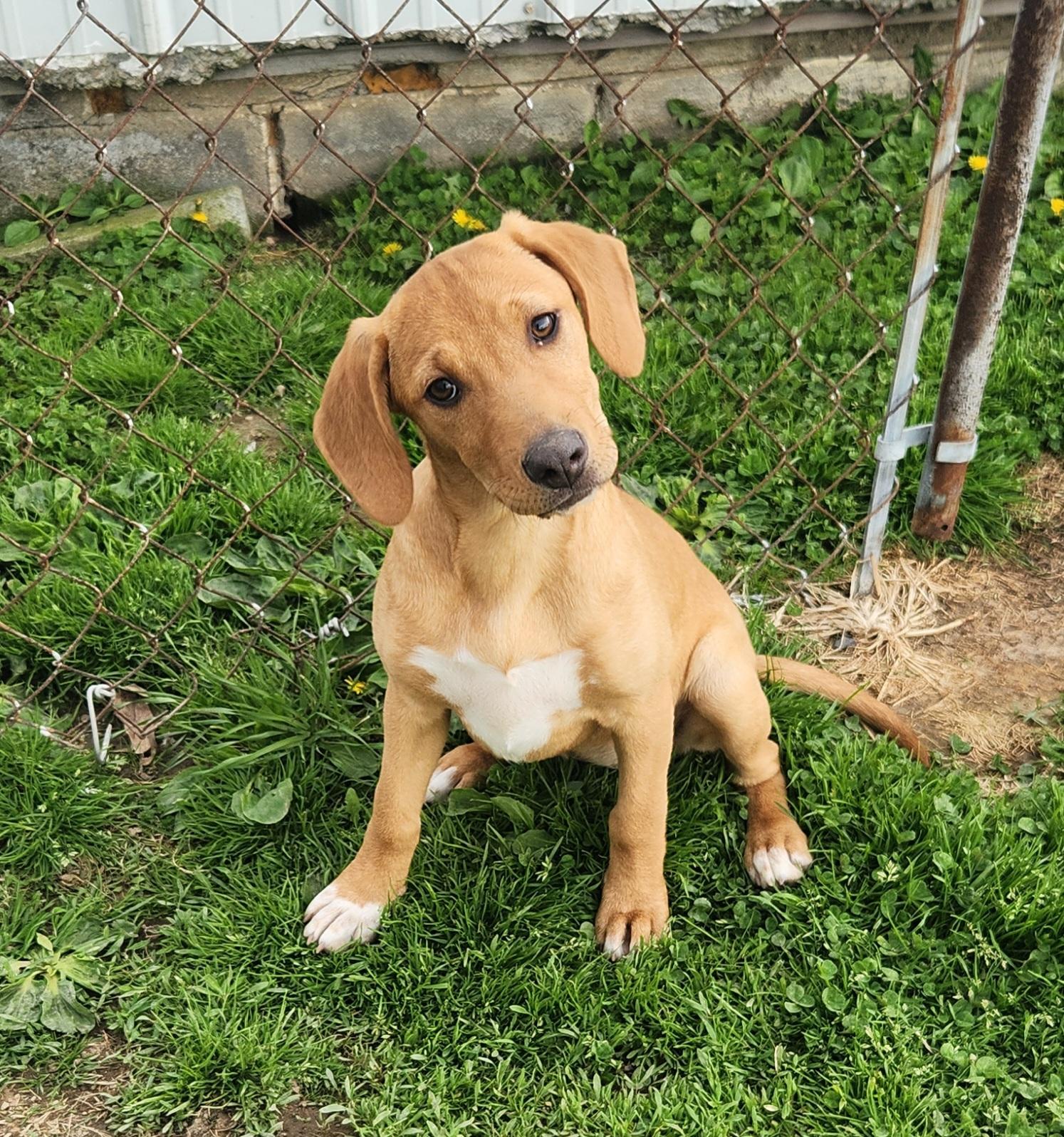 Duck, ADOPTABLE, Puppy Female Labrador Retriever & Hound.