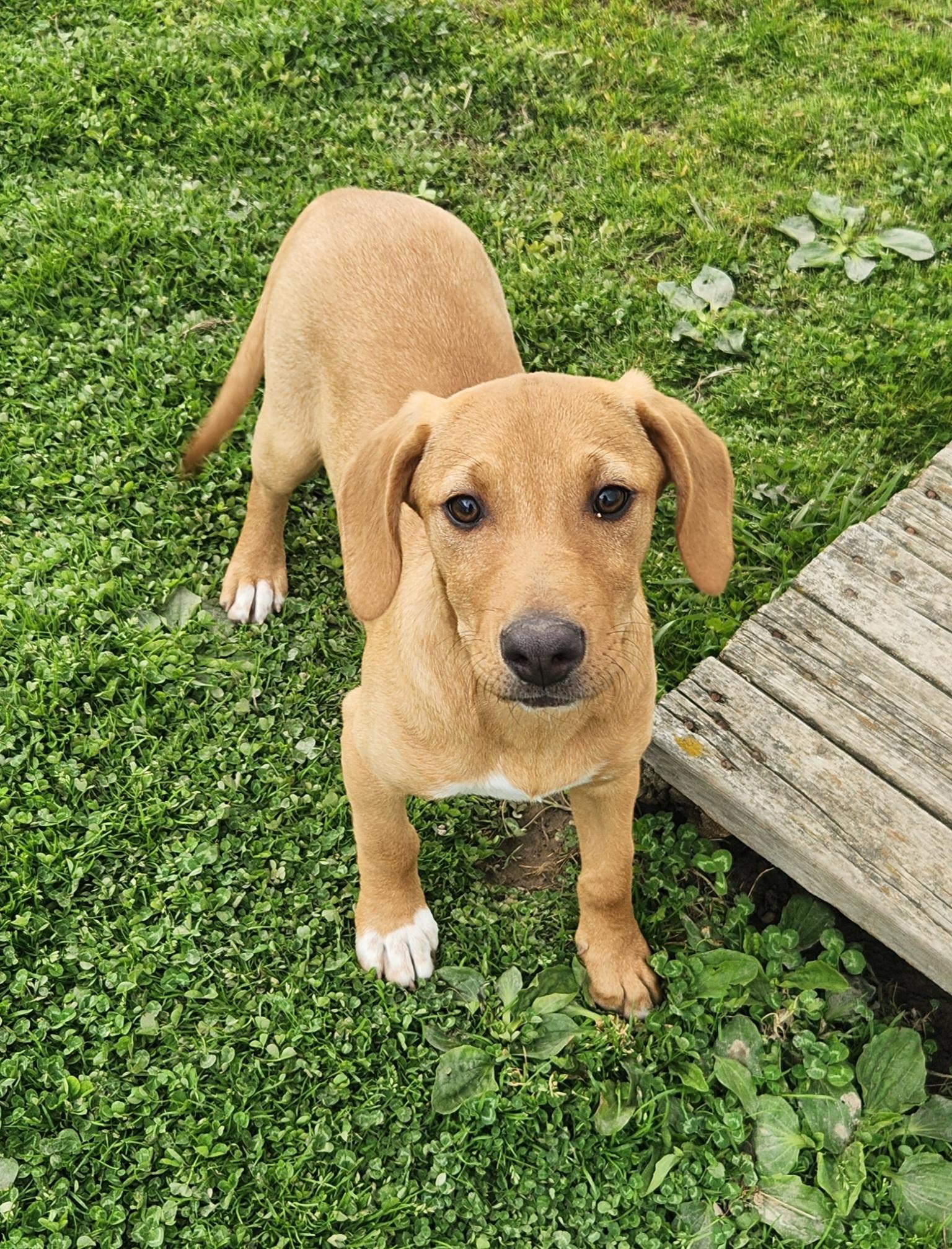 Enlarge Duck, a ADOPTABLE mixed breed in Liberty Center, OH image 2/6