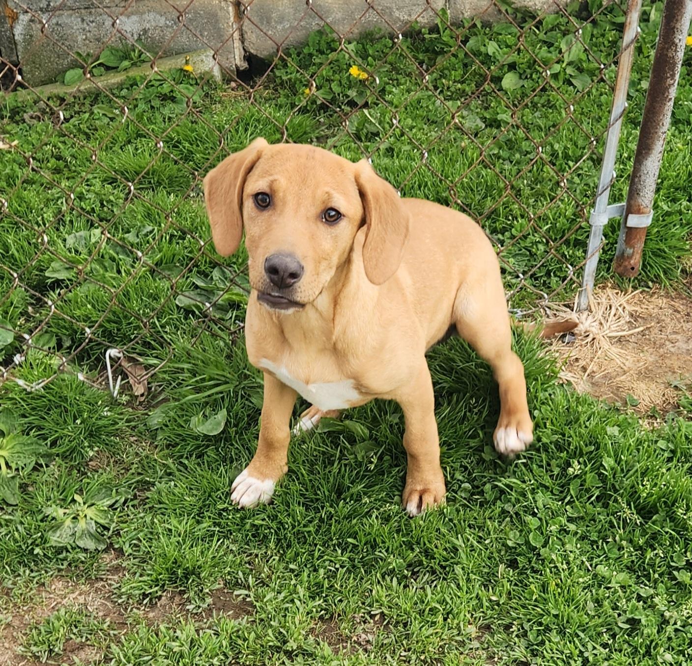 Enlarge Duck, a ADOPTABLE mixed breed in Liberty Center, OH image 3/6