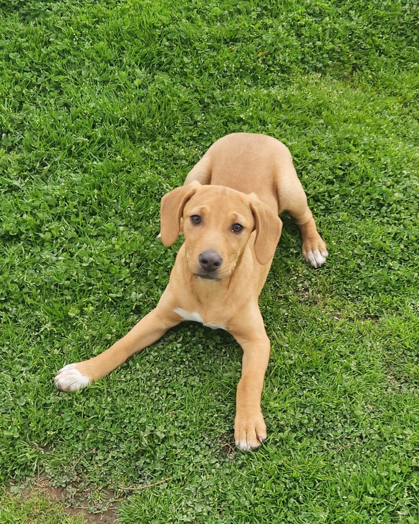 Enlarge Duck, a ADOPTABLE mixed breed in Liberty Center, OH image 4/6