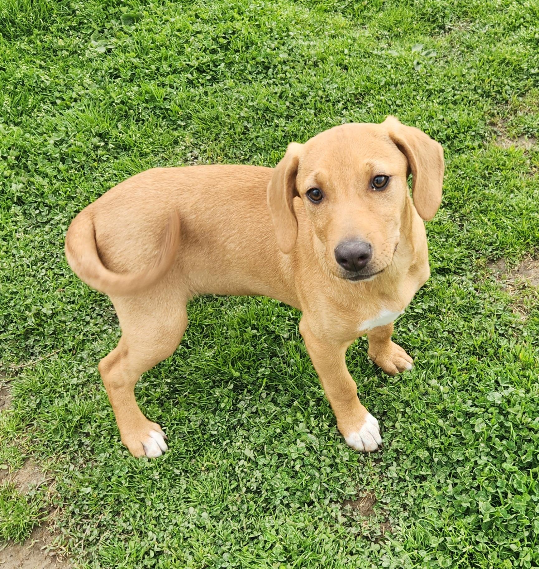Enlarge Duck, a ADOPTABLE mixed breed in Liberty Center, OH image 6/6