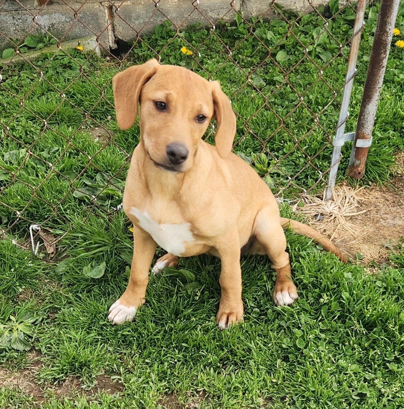 Enlarge Duck, a ADOPTABLE mixed breed in Liberty Center, OH image 5/6