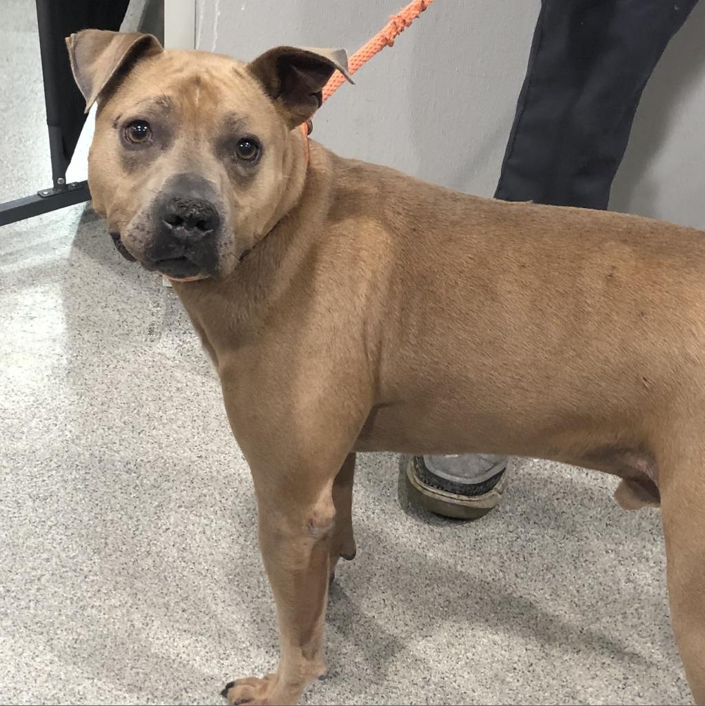 King, Adoptable, Adult Male Terrier & Terrier.