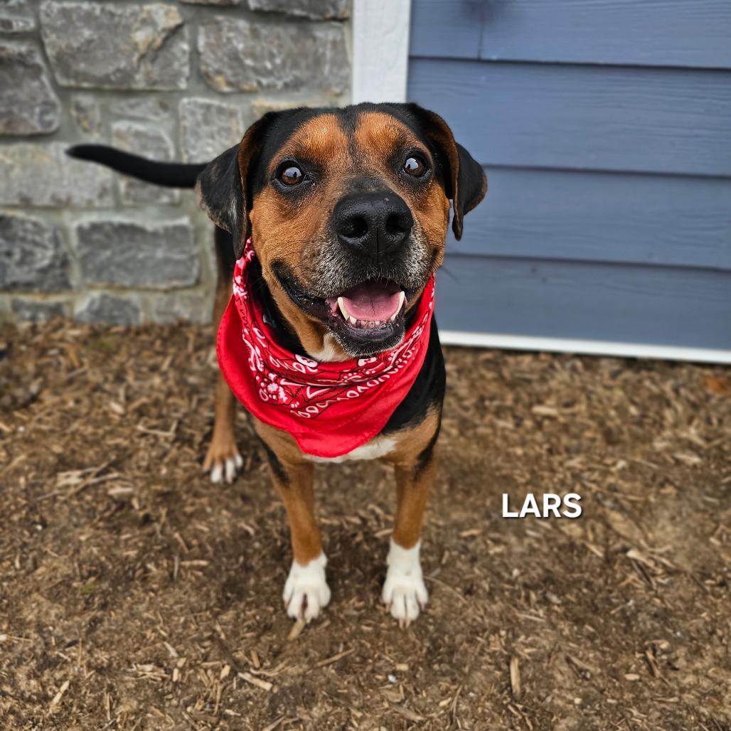 Lars, Adoptable, Adult Male Mixed Breed & Mixed Breed.