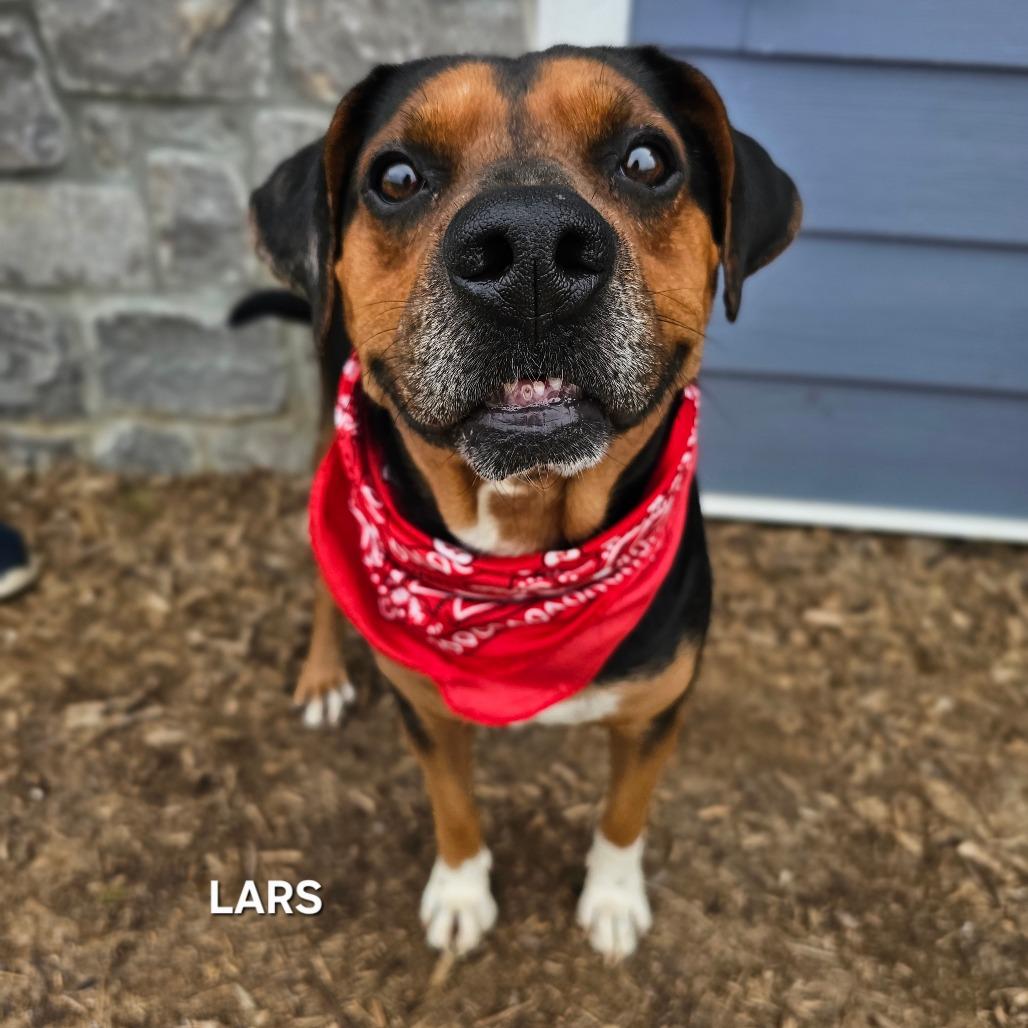 Enlarge Lars, a Adoptable mixed breed in Madisonville, TN image 2/5