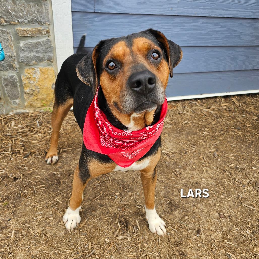 Enlarge Lars, a Adoptable mixed breed in Madisonville, TN image 3/5