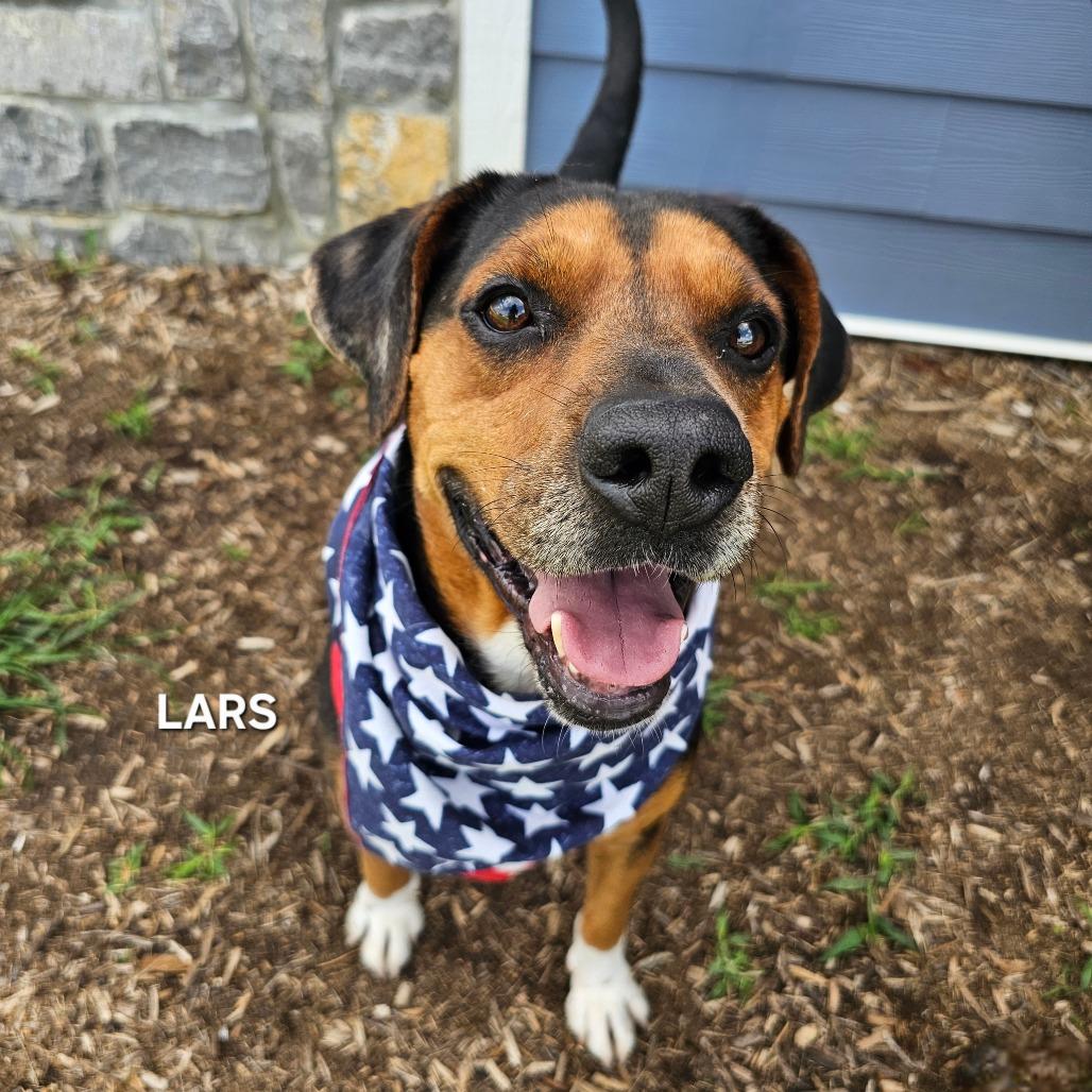Enlarge Lars, a Adoptable mixed breed in Madisonville, TN image 4/6