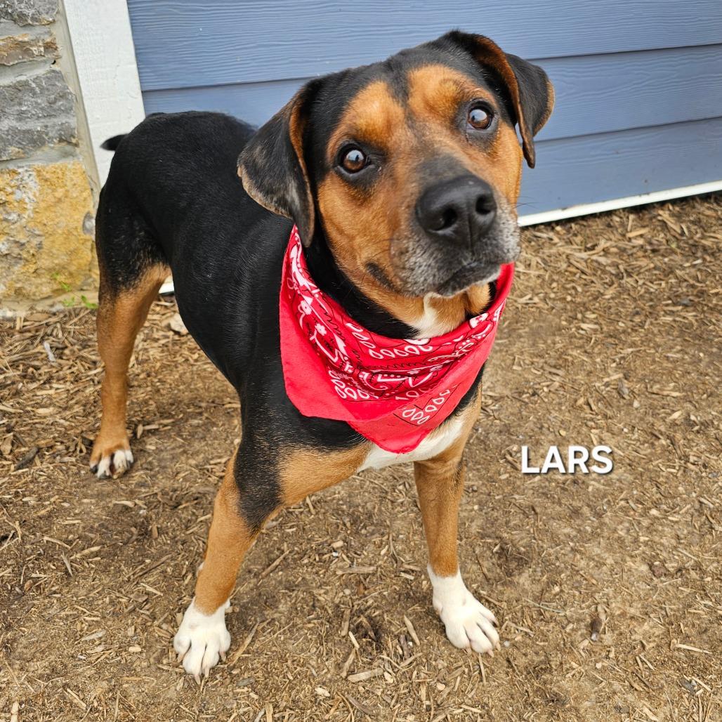 Enlarge Lars, a Adoptable mixed breed in Madisonville, TN image 4/5