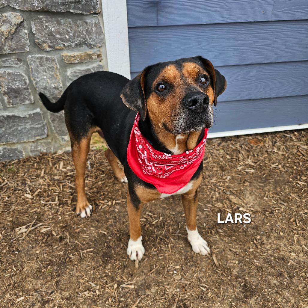 Enlarge Lars, a Adoptable mixed breed in Madisonville, TN image 5/5