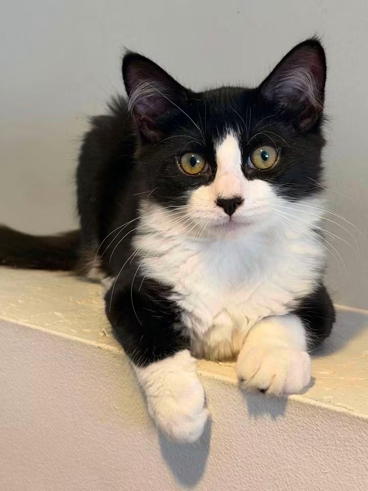 Enlarge Ferrero and Jacques, a ADOPTABLE mixed breed in Fairfield , CT image 4/4