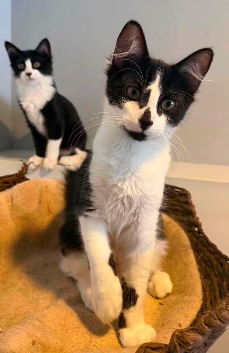Enlarge Ferrero and Jacques, a ADOPTABLE mixed breed in Fairfield , CT image 3/4