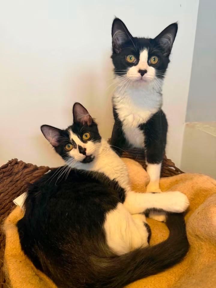 Ferrero and Jacques, ADOPTABLE, Kitten Male Domestic Medium Hair.