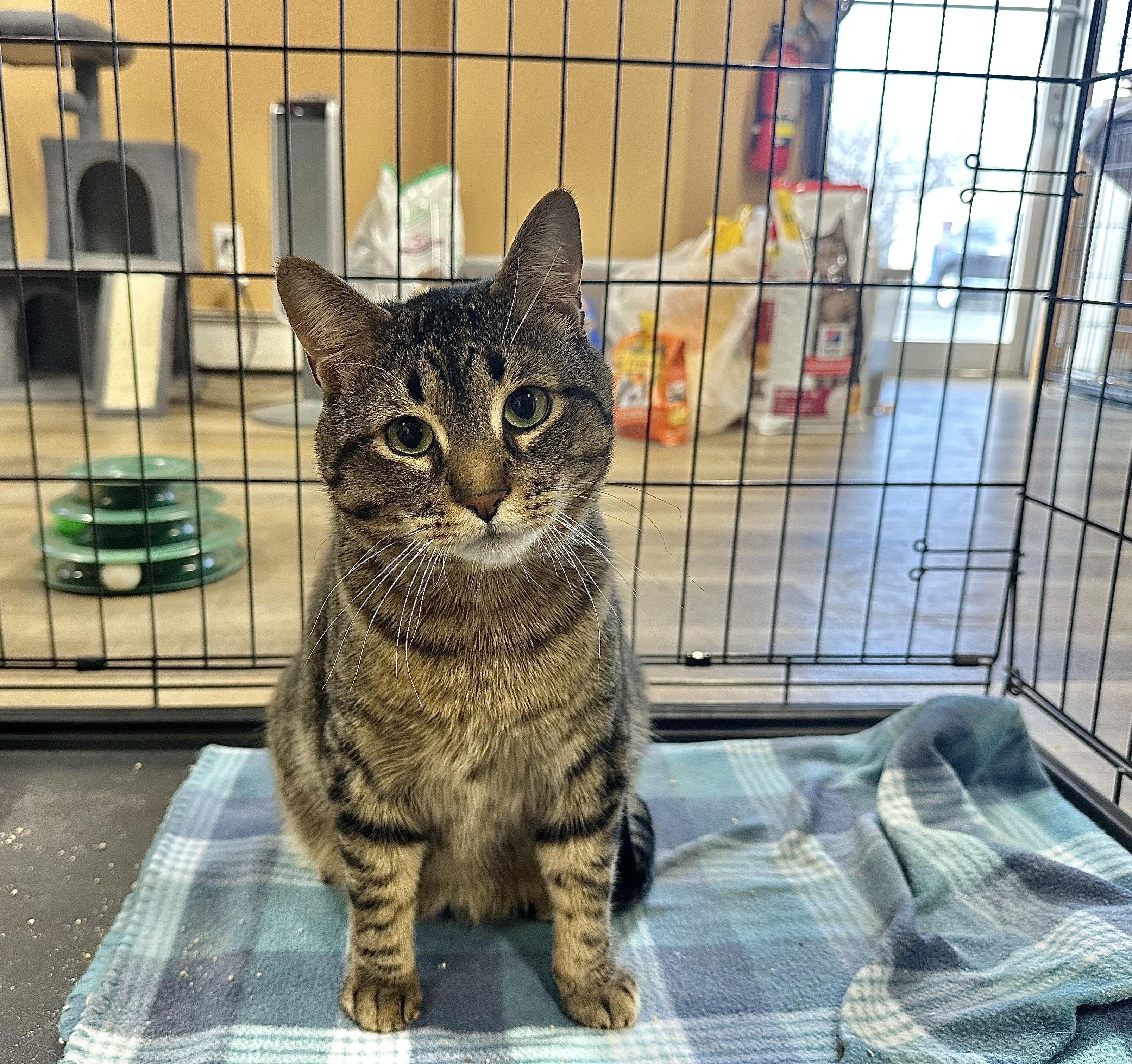 Enlarge Loki, a Adoptable Domestic Short Hair in Pleasantville, NJ image 1/2