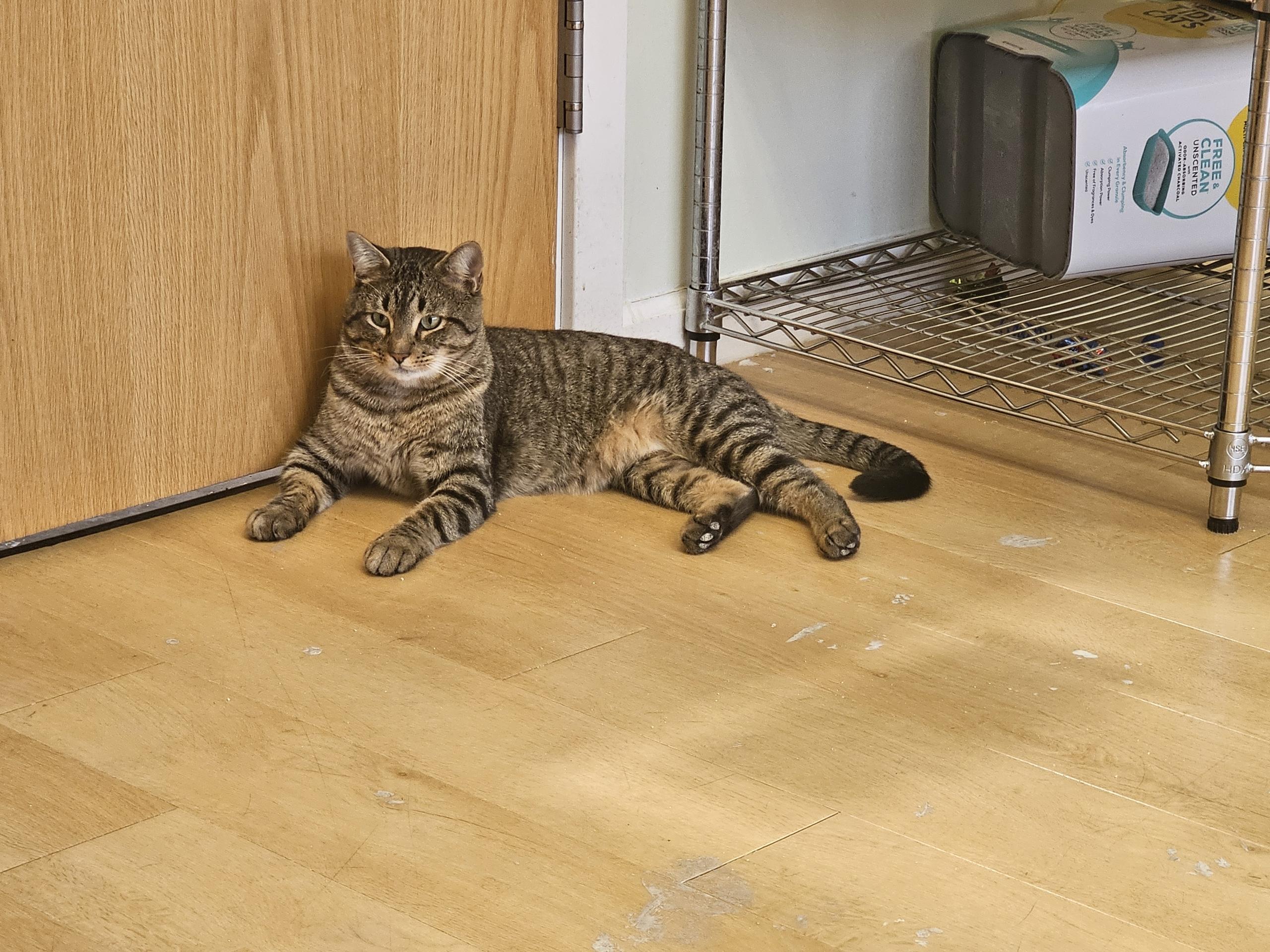 Enlarge Loki, a Adoptable Domestic Short Hair in Pleasantville, NJ image 1/1