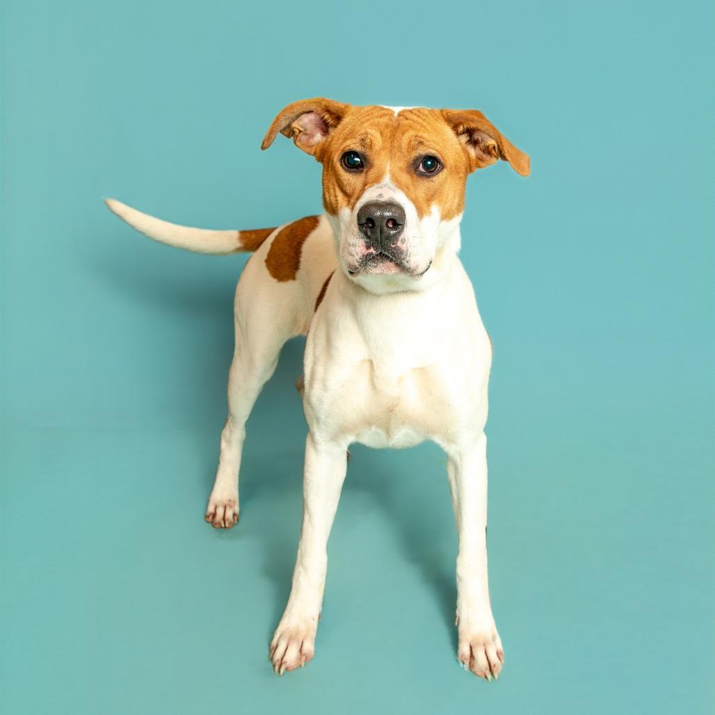 Joy, Adoptable, Adult Female Pit Bull Terrier.