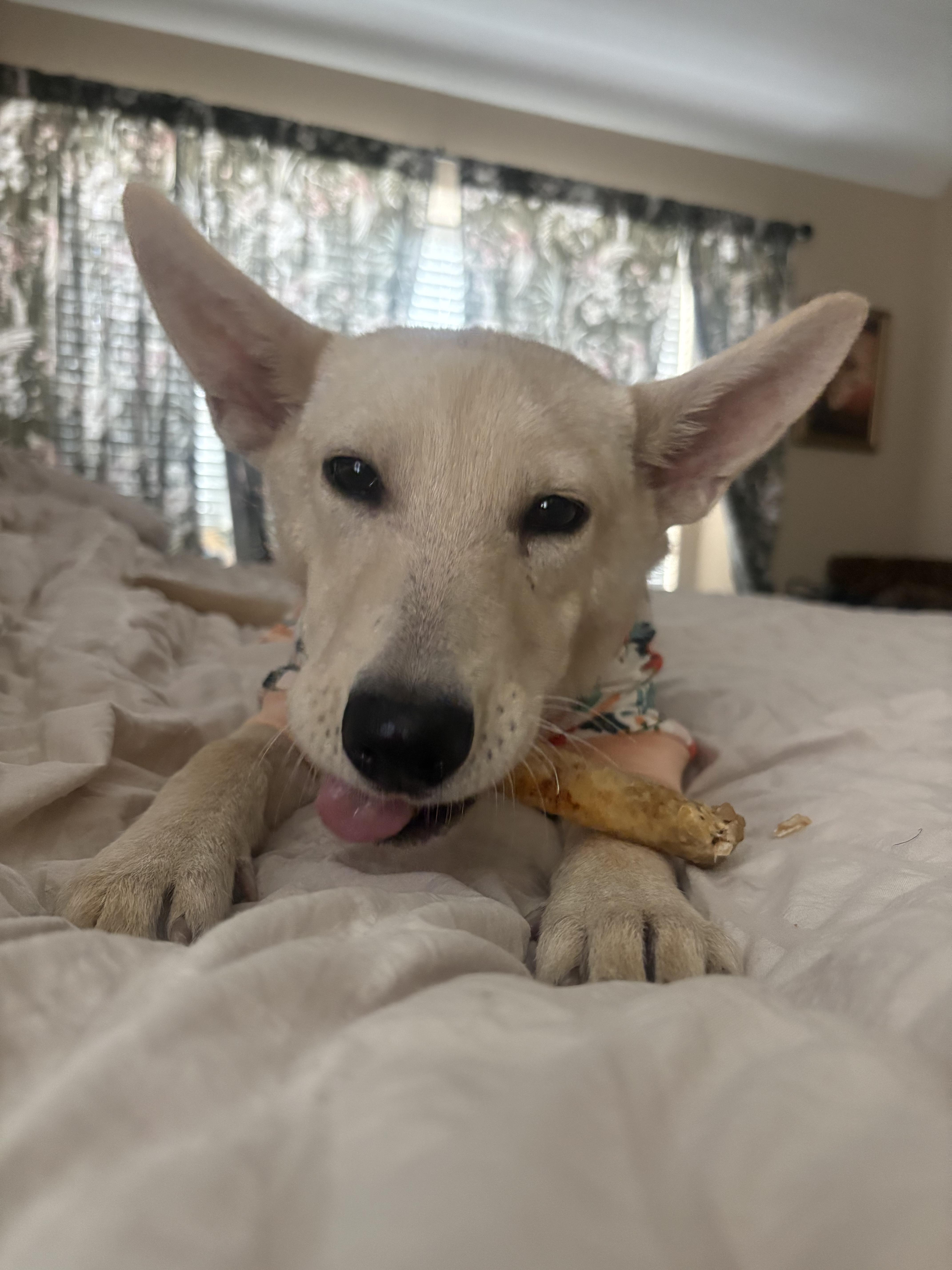 Gracie, Adoptable, Puppy Female White German Shepherd & Mixed Breed.