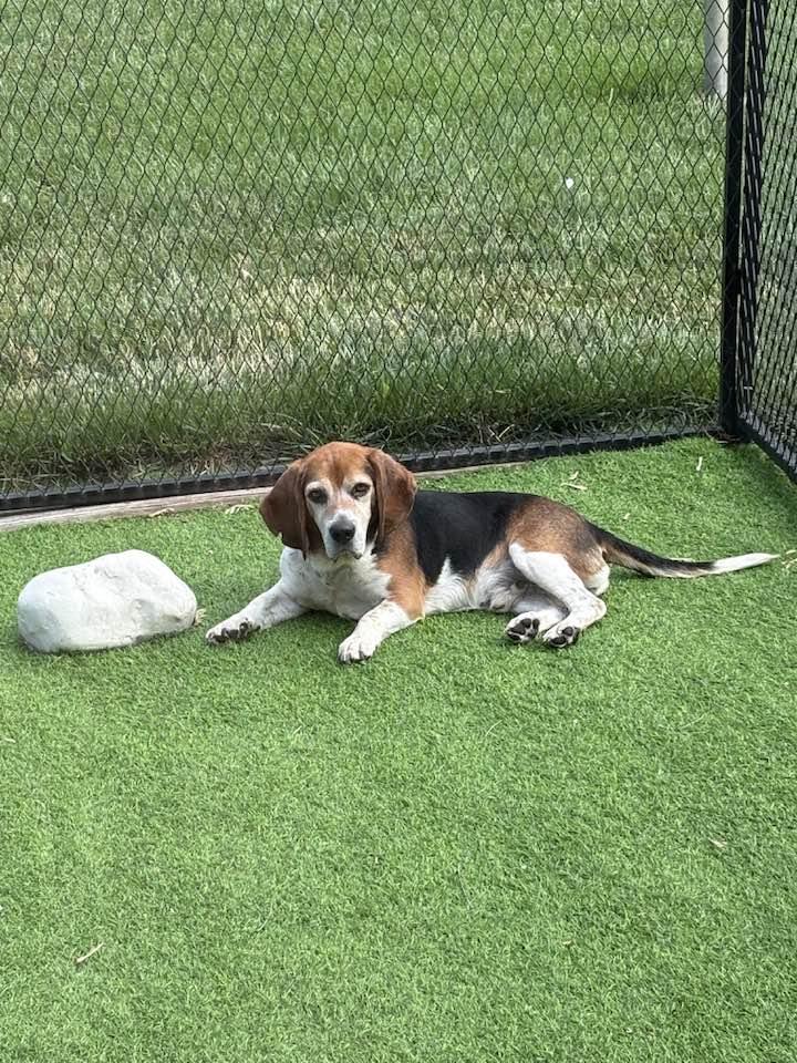 Enlarge Barton, a Adoptable Beagle in New Lennox, IL image 4/6