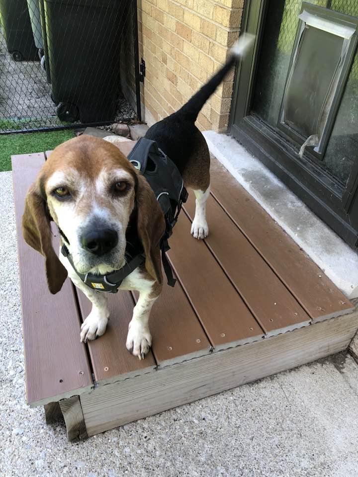 Enlarge Barton, a Adoptable Beagle in New Lennox, IL image 6/6