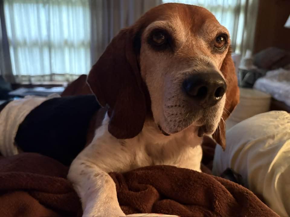 Enlarge Barton, a Adoptable Beagle in New Lennox, IL image 2/6