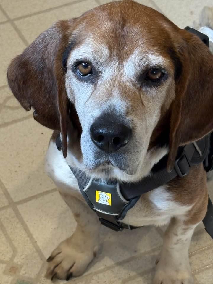 Enlarge Barton, a Adoptable Beagle in New Lennox, IL image 5/6