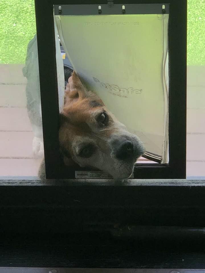 Barton, Adoptable, Senior Male Beagle.