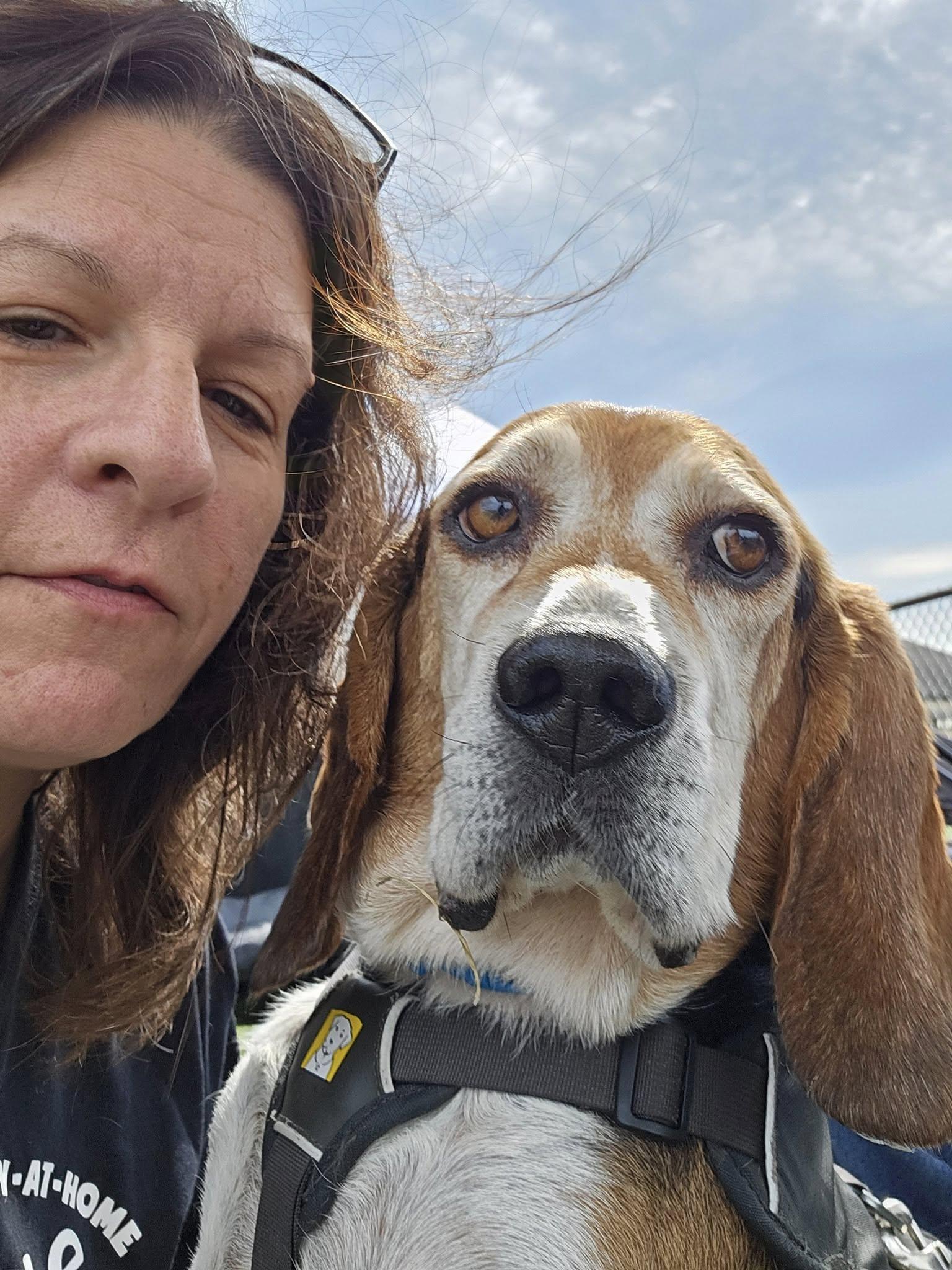 Enlarge Barton, a Adoptable Beagle in New Lennox, IL image 3/6