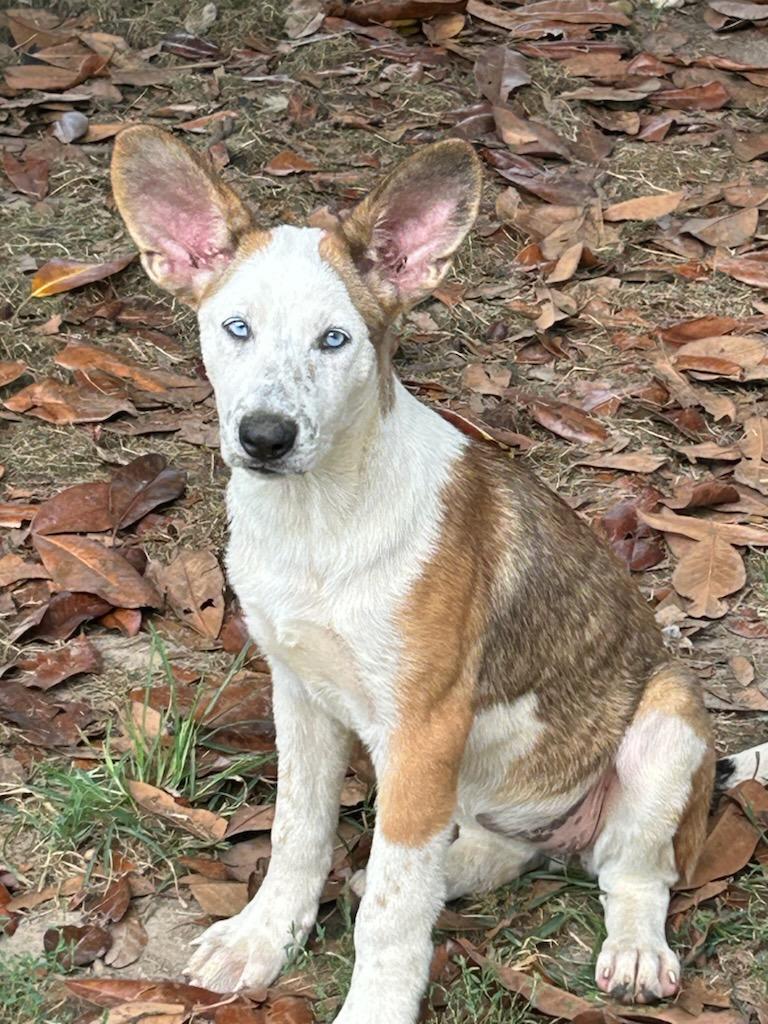 Violet, a Adoptable mixed breed in Chalfont, PA image 3/5