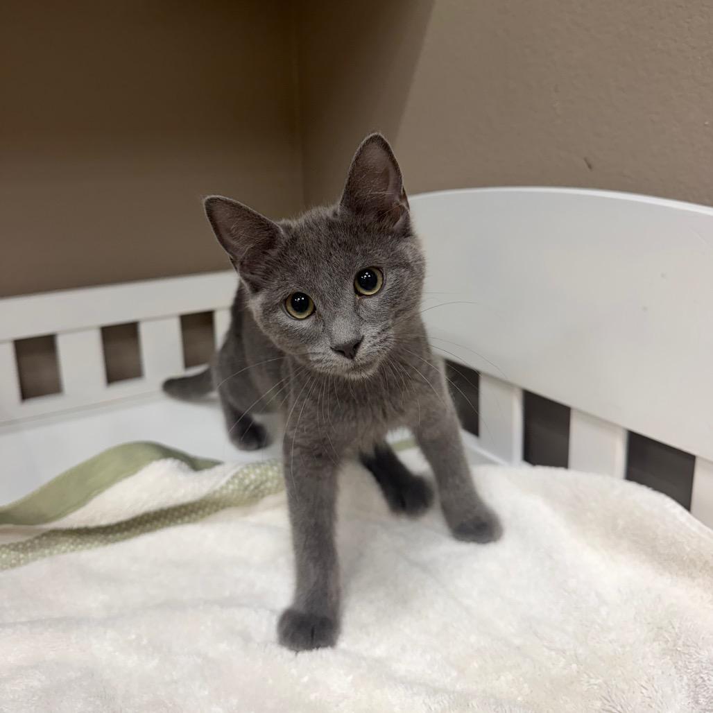 Claritin, Adoptable, Kitten Female Domestic Short Hair.