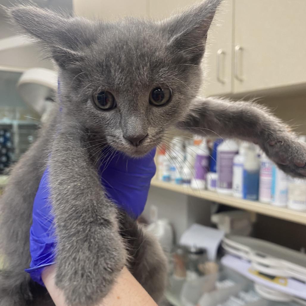 Claritin, a Adoptable Domestic Short Hair in Westminster, CA image 2/2